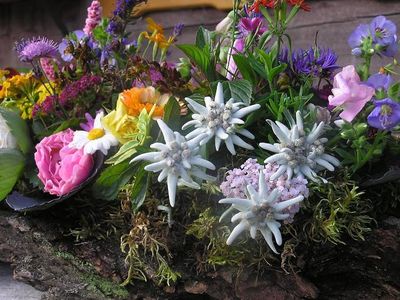 Blumen_von_der_Bodneralm