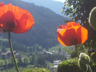 Talblick mit Mohnblumen