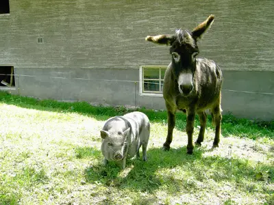 Tiere
