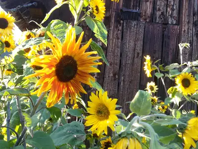 Sonnenblumenweg