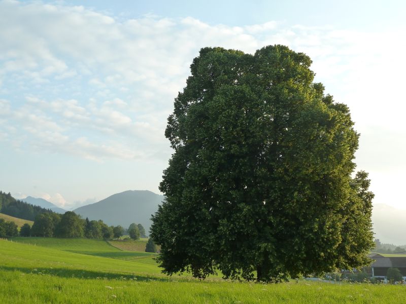 21728321-Ferienwohnung-4-Bad Kohlgrub-800x600-2