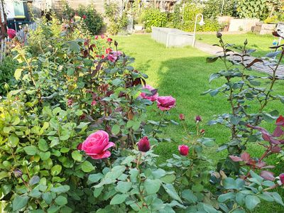 Ferienwohnungen Hainichglück-Garten mit blühenden Rosen