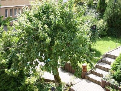 Ferienwohnung für 2 Personen (40 m²) in Bad Lauterberg 9/10