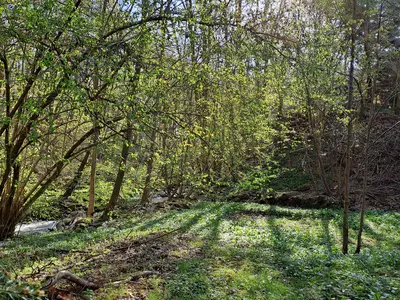 Garten mit Fluss