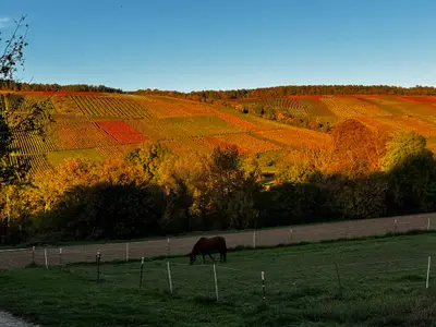 Ferienwohnung für 7 Personen in Markelsheim 6/10