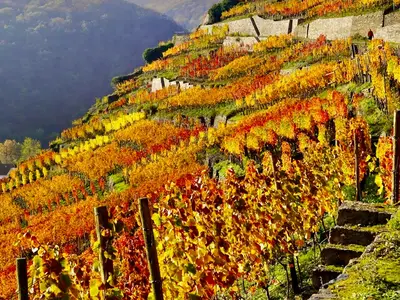 Weinlage Alte Lay - Walporzheim
