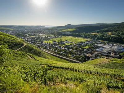 Ahrtal Sommer-2022-021-Olivenhain Weingut Kriechel