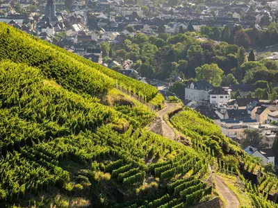 Ahrtal Sommer-2022-016-Olivenhain Weingut Kriechel