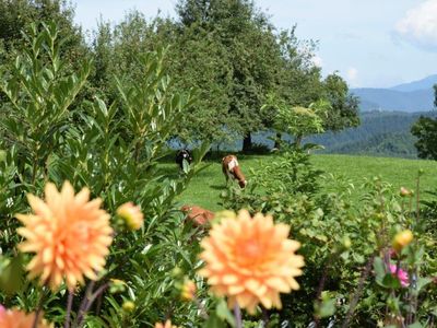 Ausblick vom Garten