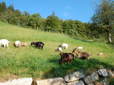 Unsere Ziegen bei einem Spaziergang