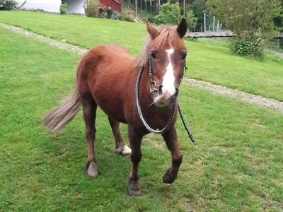 Ferienwohnung für 4 Personen (75 m²) in Bad Peterstal-Griesbach 1/10