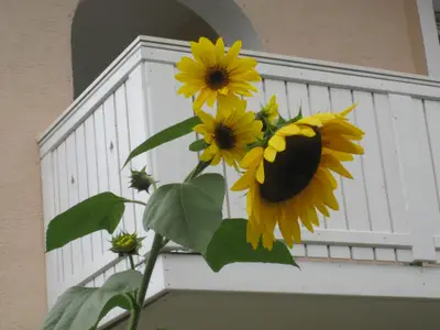 Balkon Ferienwohnung Untersberg