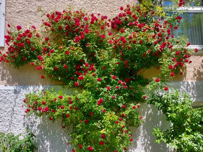 Rosen im Garten