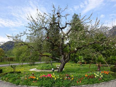 Blick in den Garten