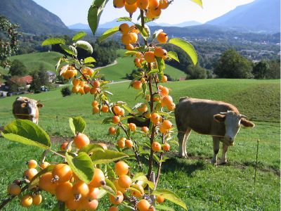 Ausblick mit Kuhweide