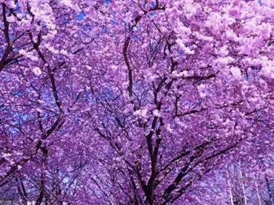 Frühling in Bad Reichenhall