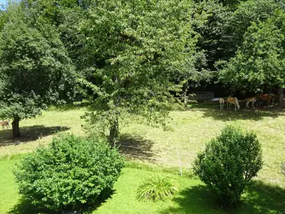 Ausblick auf die Weide