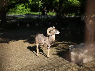 Tiere auf dem Hof