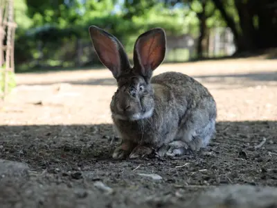Tiere auf dem Hof