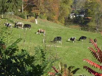 Blick auf Kühe
