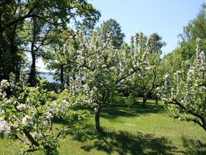 24054707-Ferienwohnung-4-Bad Saarow-300x225-4