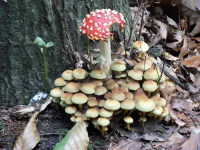 Ferienwohnung für 3 Personen (55 m²) in Bad Schandau 8/10