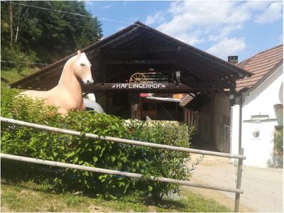 Haflingerhof Luef Bad Schönau