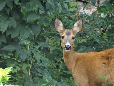 Ferienwohnung Heger, Rehe kommen in den Garten