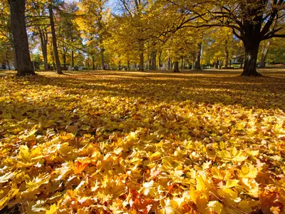 Ferienwohnung Heger Bad Steben, der goldene Herbst im Kurpark