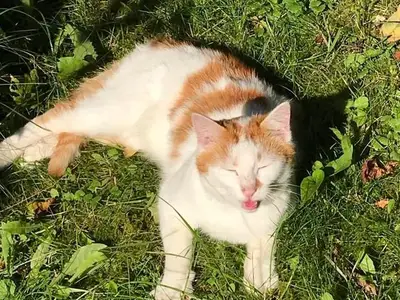 Ferienwohnung für 7 Personen (117 m²) in Bad Wurzach 5/10