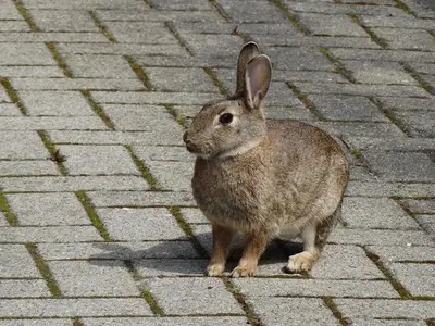 Ferienwohnung für 1 Person (19 m²) in Bad Zwischenahn 9/10