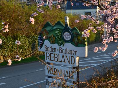 Varnhalt im Frühling