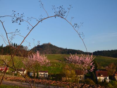 Rebland - Varnhalt  mit Yburg im Frühling