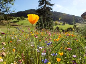 19135223-Ferienwohnung-2-Baiersbronn-300x225-5