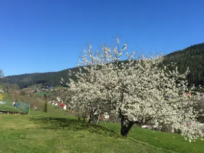 Liegewiese zur Blütenzeit