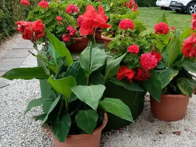 Ferienwohnung für 6 Personen (70 m²) in Balatomáriafürdö 7/10