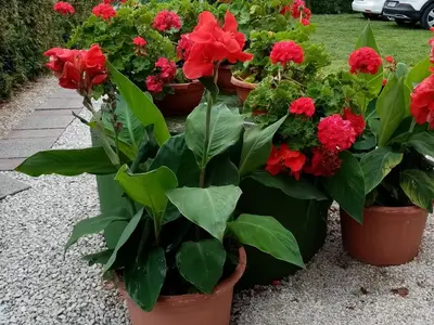 Ferienwohnung für 5 Personen (60 m²) in Balatomáriafürdö 7/10