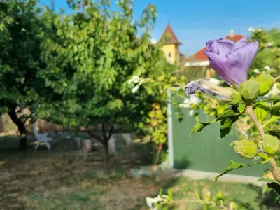 Ferienwohnung für 3 Personen (45 m²) in Balatonlelle 9/10