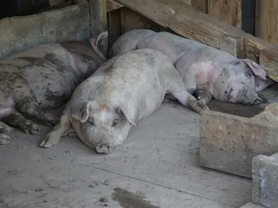 Schweine entspannt schlaf