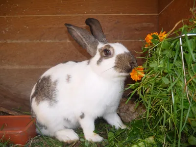 Hase