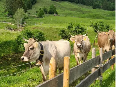 Alpkühe beim Eintreiben
