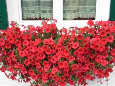 Ferienwohnung für 2 Personen (28 m²) in Balderschwang 4/10