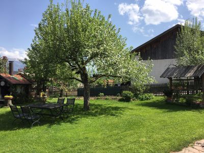 Unser alter Apfelbaum im Garten