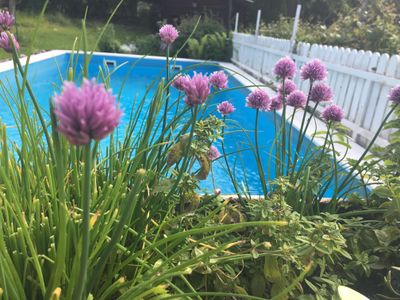 Schnittlauch zum Selber-Pflücken auf der Terrasse