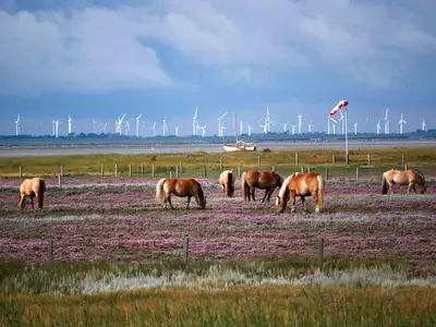 Ferienwohnung für 4 Personen (45 m²) in Baltrum 10/10