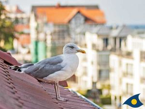 19069466-Ferienwohnung-10-Bansin (Seebad)-300x225-3