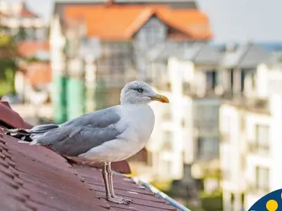 Ferienwohnung für 10 Personen (90 m²) in Bansin (Seebad) 4/10