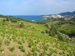 23841589-Ferienwohnung-4-Banyuls Sur Mer-300x225-3