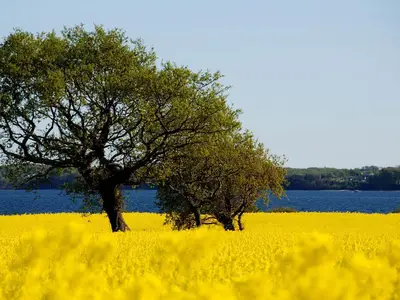 Rapsblüte