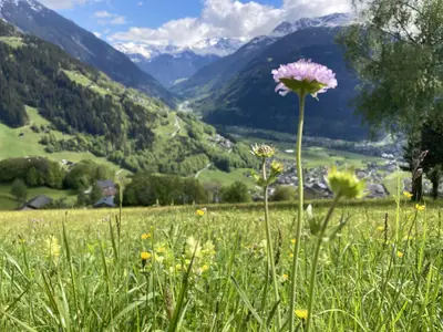 Weidefläche küsst Aussicht